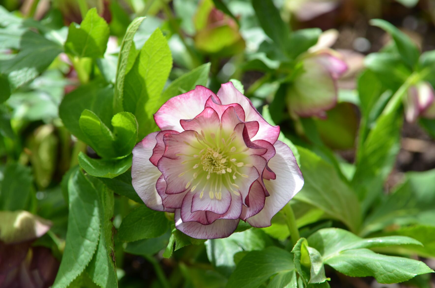 Hellebores: Early blooms in the garden to brighten up winter months